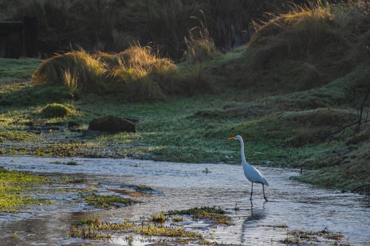 Seabird * Zandvoort